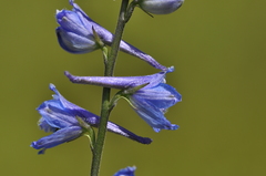 Delphinium distichum