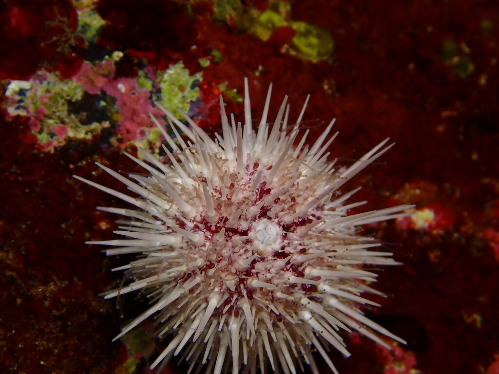 Pale urchin
