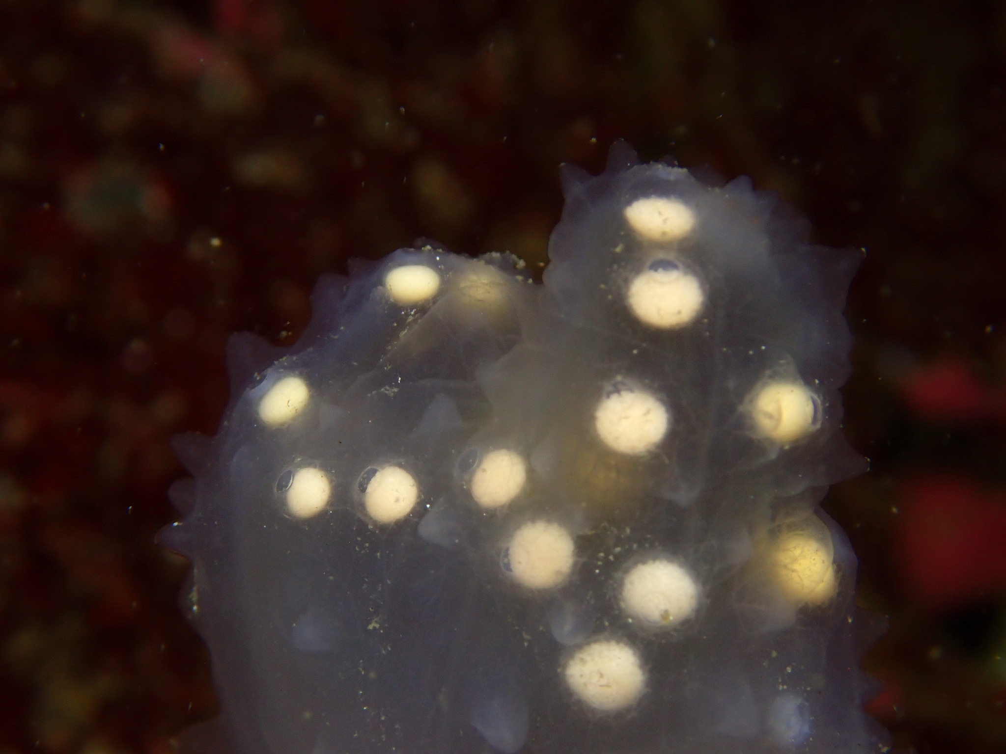 Ascidia paratropa (Huntsman, 1912)