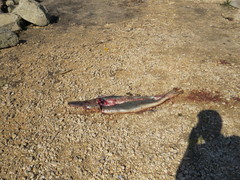 Atractosteus spatula