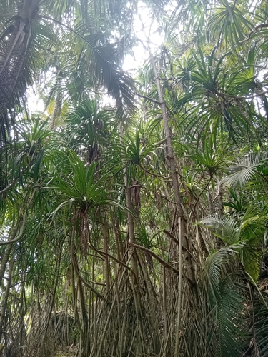 Pandanus thomensis, photograph 3
