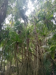 Pandanus thomensis, photograph author not stated, no rights reserved