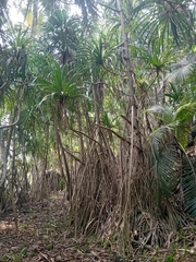 Pandanus thomensis, photograph author not stated, no rights reserved