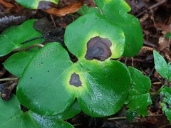 Ascochyta