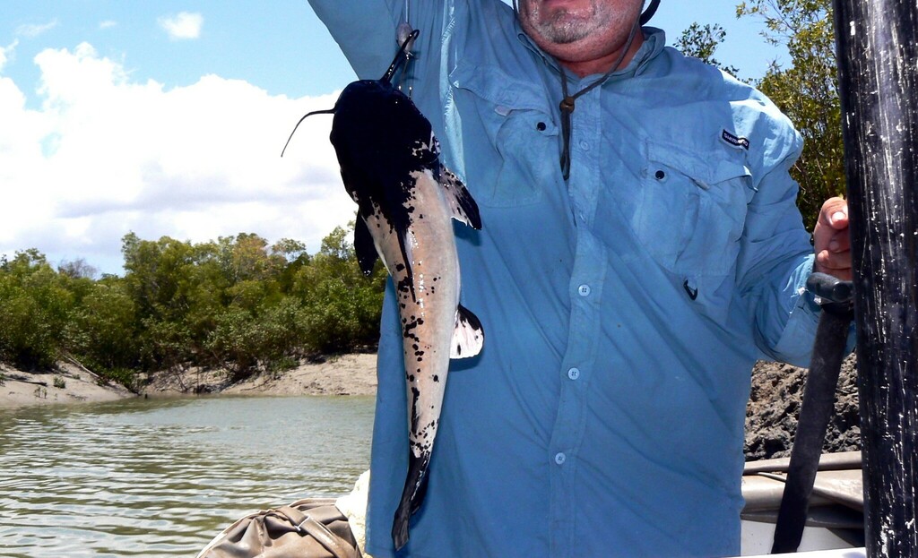 Threadfin sea catfish (Arius arius) — Ariidae