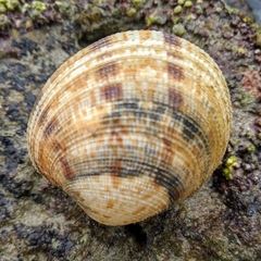 Periglypta