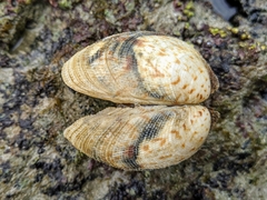 Periglypta