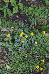Erysimum aureum