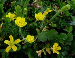 Ranunculus millefolius