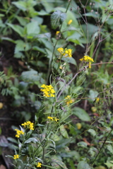 Erysimum aureum