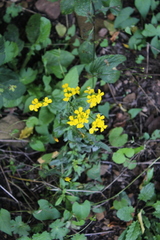 Erysimum aureum