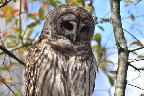 Barred Owl photographed in South Carolina