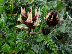 Astragalus palaestinus