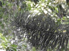 Araucaria columnaris