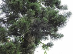 Araucaria columnaris