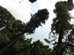 Araucaria columnaris