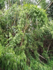 Bambusa stenostachya