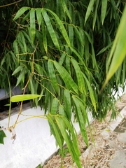 Bambusa stenostachya