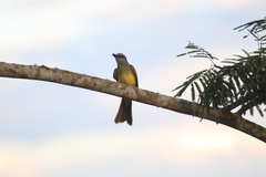 Tyrannus melancholicus