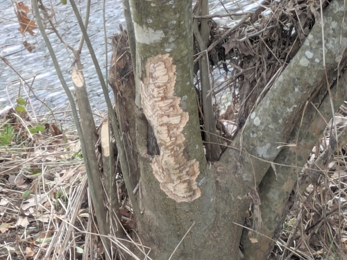American Beaver photographed in Tennessee