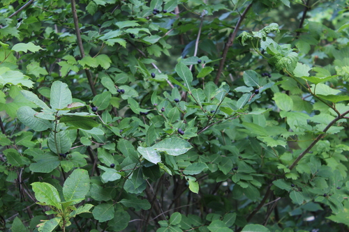 Lonicera caucasica, photograph 3
