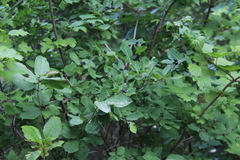 Lonicera caucasica, photograph Dmitriy Bochkov, CC BY, iNaturalist via GBIF