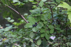 Lonicera caucasica, photograph Dmitriy Bochkov, CC BY, iNaturalist via GBIF
