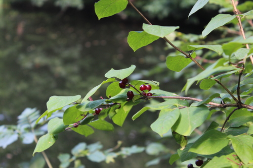 Lonicera steveniana