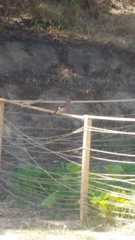 Garrulus glandarius corsicanus