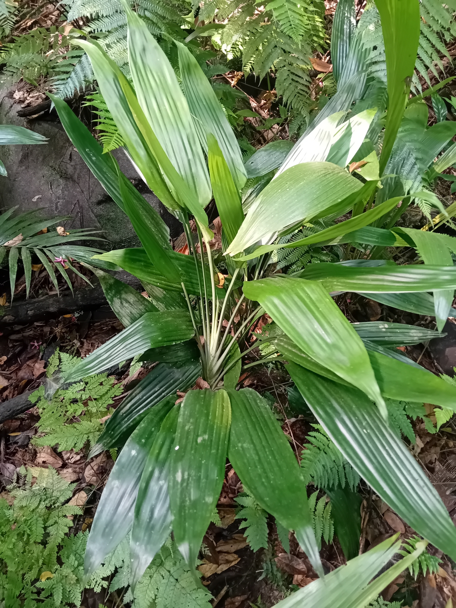 Imagem de Dracena