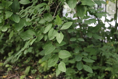 Lonicera caucasica, photograph Dmitriy Bochkov, CC BY, iNaturalist via GBIF