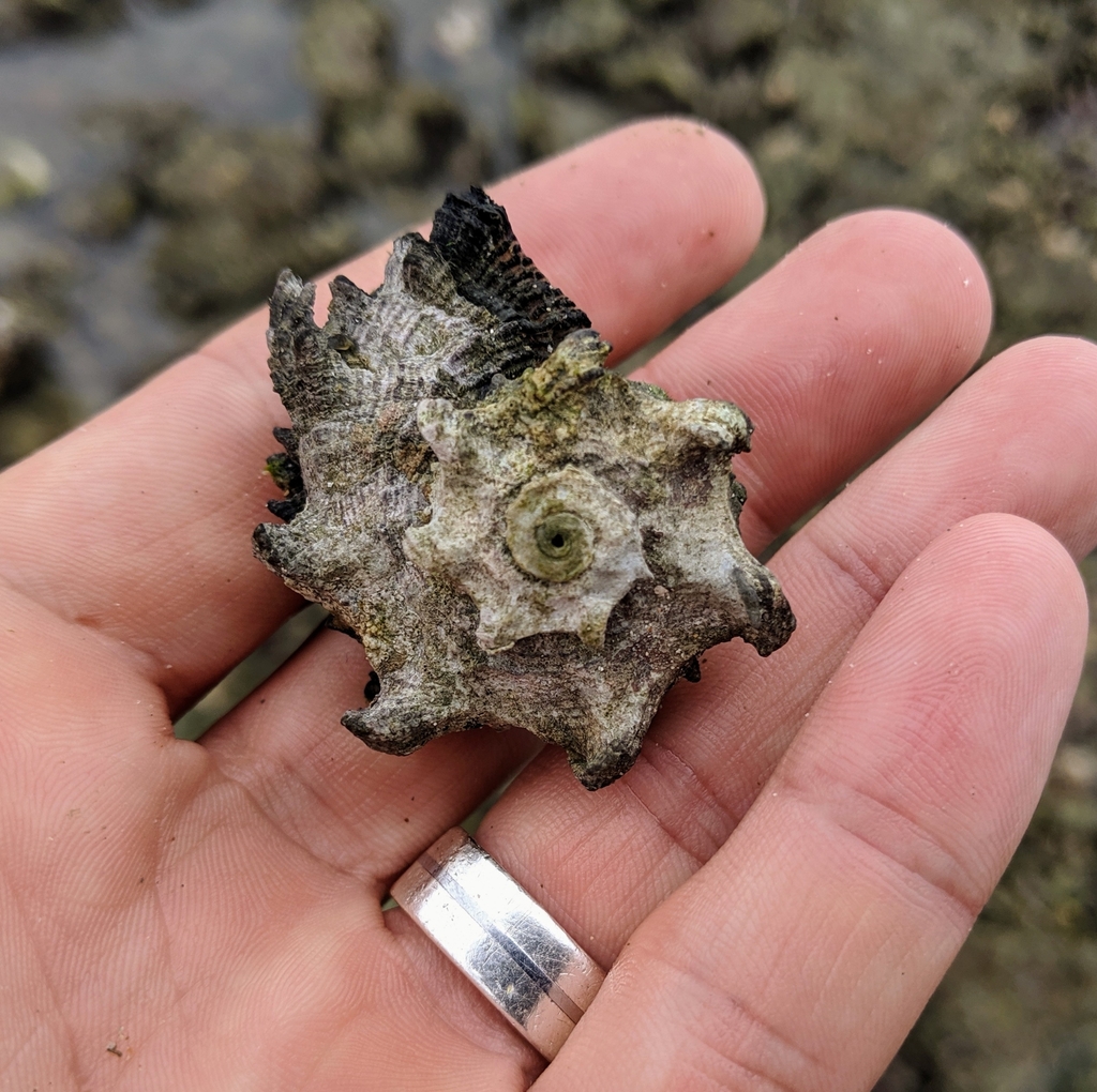 Dolphin shell