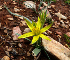 Gagea commutata