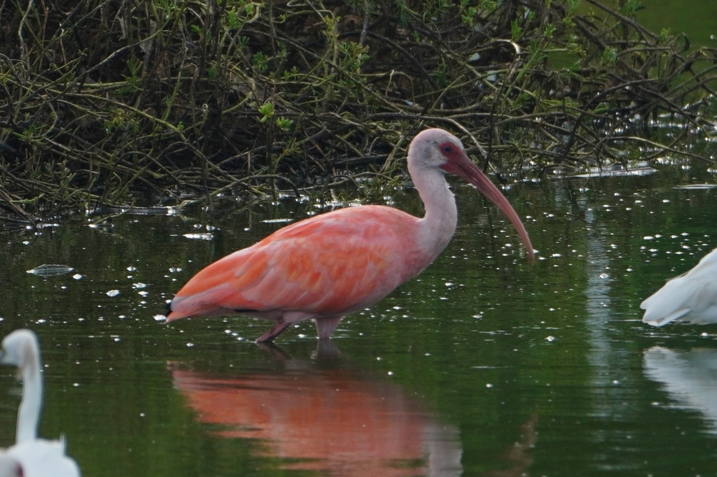 Scarlet ibis wading in shallow water at the edge of mangroves, with its long curved bill