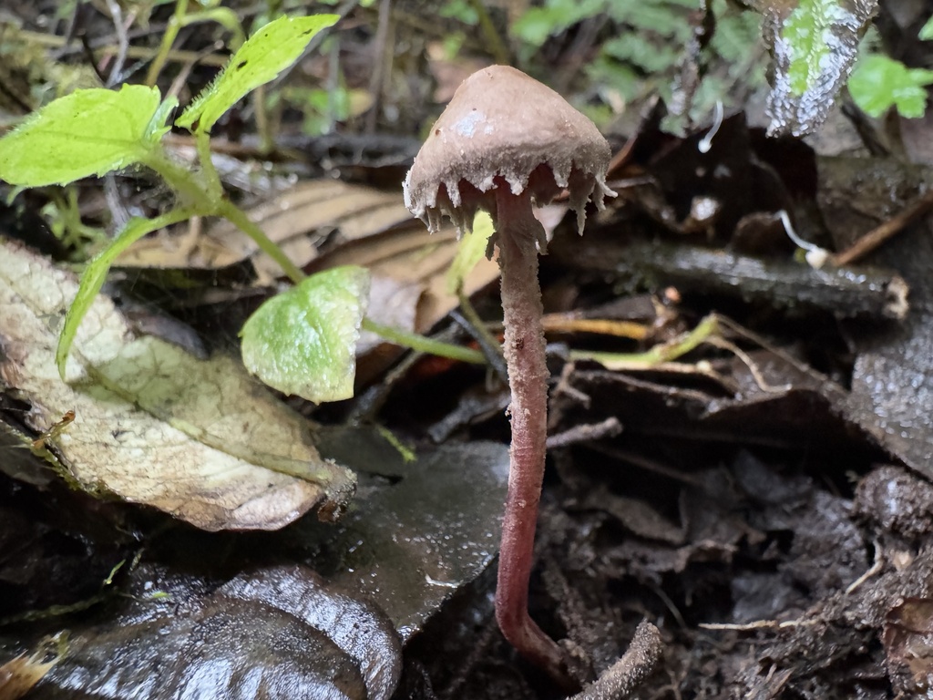 Melanophyllum haematospermum · February 2025 · photo: © harrii (iNaturalist, cc-by)