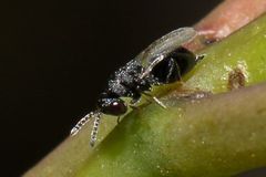 Eurytominae