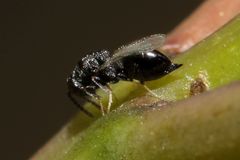 Eurytominae