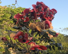 Majidea zanguebarica