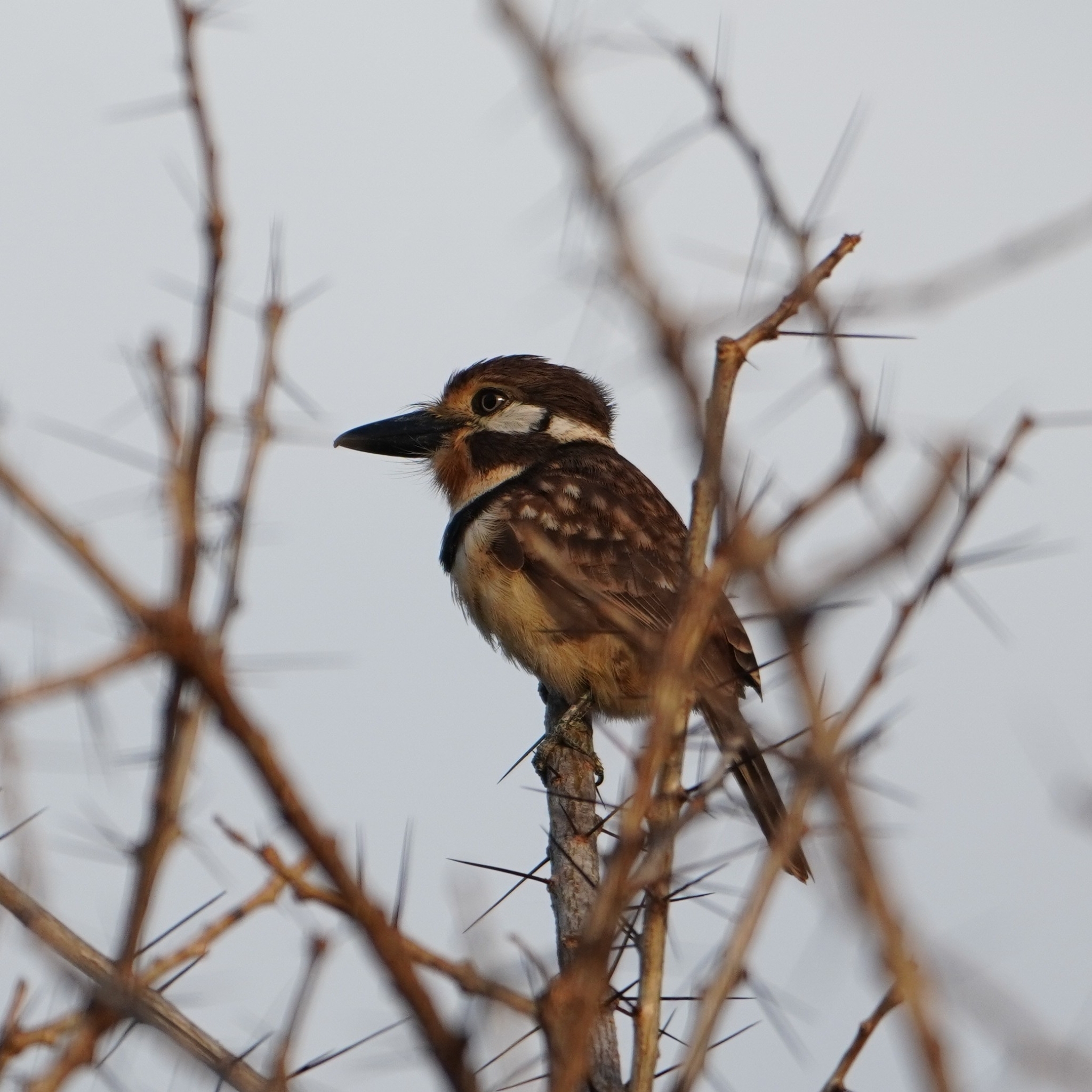 Russet-throated Puffbird (Hypnelus ruficollis), photo 2