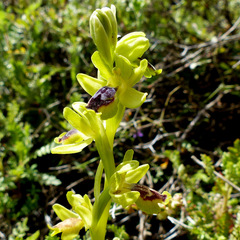 Ophrys lutea galilaea