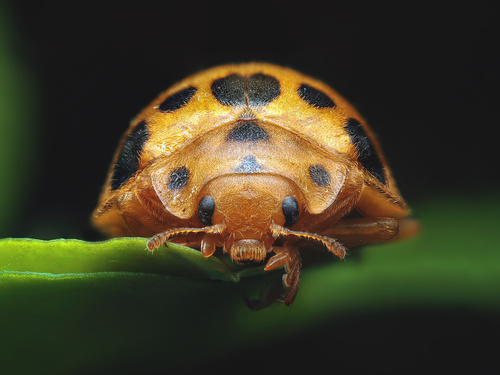 Squash Lady Beetle photographed in South Carolina