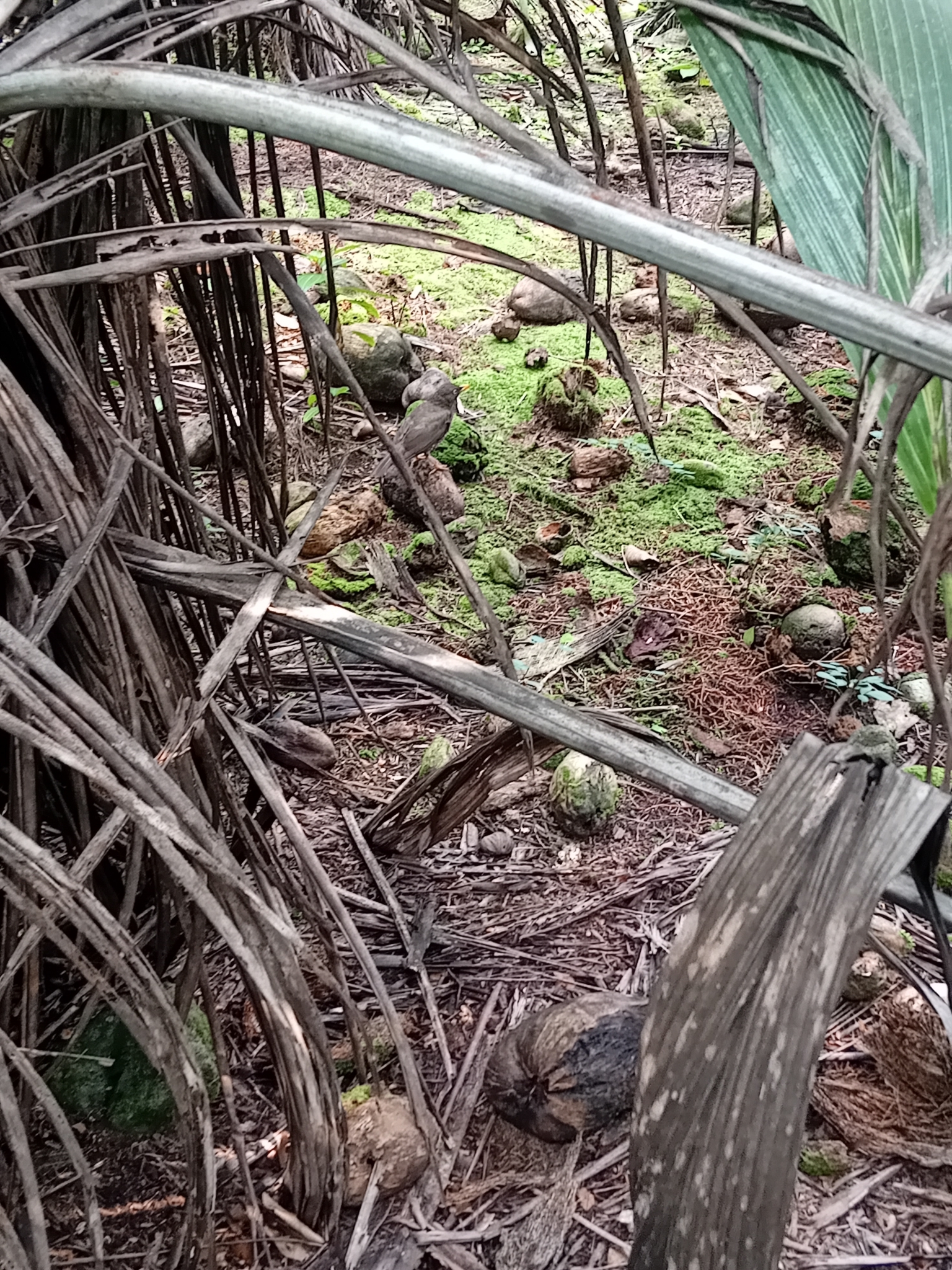 Principe Thrush (Turdus xanthorhynchus), photo 7