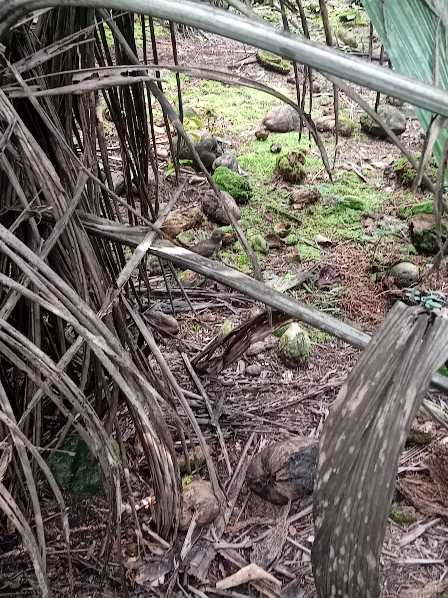 Principe Thrush (Turdus xanthorhynchus), photo 8