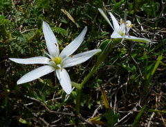 Ornithogalum montanum