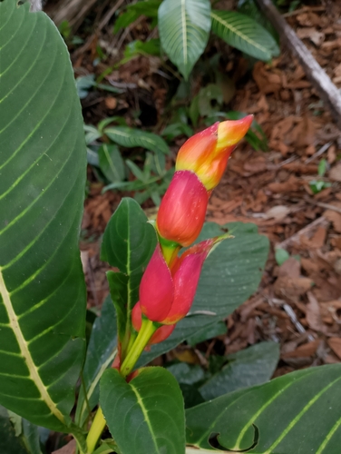 Sanchezia oblonga