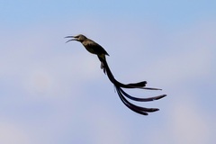 Cape Sugarbird photo 5