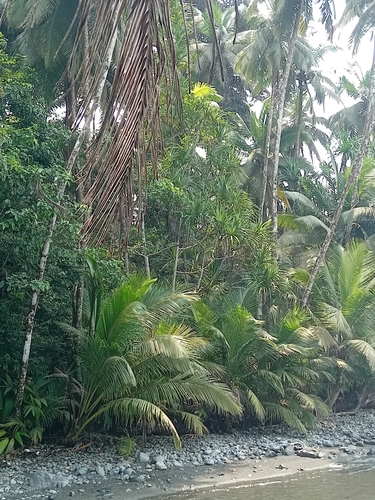 Pandanus thomensis