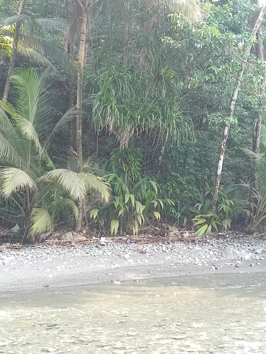 Pandanus thomensis, photograph 2