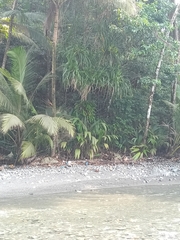Pandanus thomensis, photograph author not stated, no rights reserved