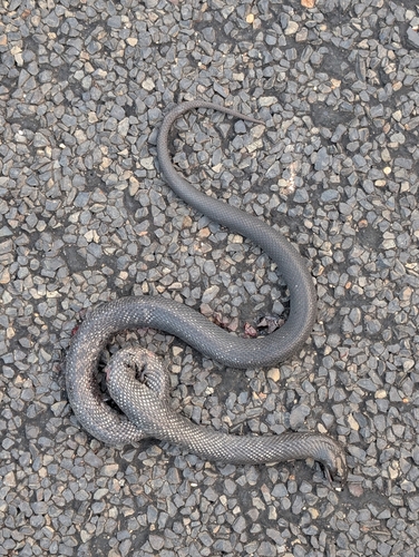 Blue-bellied Black Snake sighting